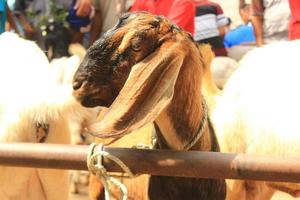 dichtbij omhoog etawa geit kammen etawa Javaans geit Aan traditioneel dier markt, Java Indonesië foto