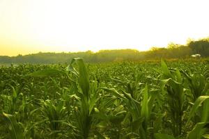 mooi ochtend- zonsopkomst over- de maïs veld, Indonesië foto