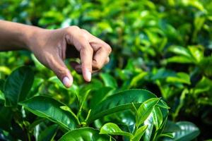 dichtbij omhoog Dames hand- vinger plukken omhoog thee bladeren Bij een thee plantage voor Product , natuurlijk geselecteerd , vers thee bladeren in thee boerderij in Indonesië foto