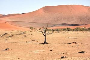 verborgen vlei, Namibië foto