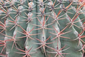 doornen cactus groen structuur achtergrond, dichtbij omhoog. cactus naalden, natuurlijk achtergrond foto