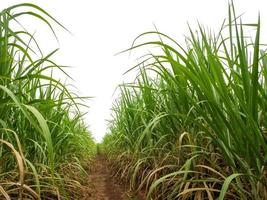 suiker riet geïsoleerd Aan wit achtergrond en knippen pad foto