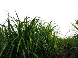 suiker riet geïsoleerd Aan wit achtergrond en knippen pad foto