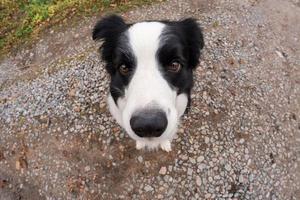 huisdier werkzaamheid. puppy hond grens collie wandelen in park buitenshuis. huisdier hond met grappig gezicht zittend Aan weg in zomer dag. huisdier zorg en grappig dieren leven concept. grappig emotioneel hond. foto