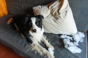 ondeugende speelse puppy hondje border collie na kattenkwaad bijten kussen liggend op de bank thuis. schuldige hond en vernielde woonkamer. beschadig rommelig huis en puppy met een grappige schuldige blik. foto