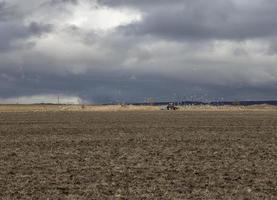 landschap met boerderij trekker ploegen een veld- in voorjaar omringd door voeden meeuwen foto