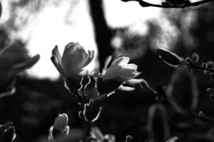 magnolia bloesem Aan een magnolia boom genomen in zwart en wit. magnolia bomen foto