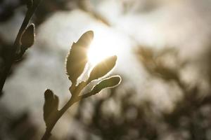 magnolia bloemknoppen Aan een magnolia boom met de zon in de achtergrond. magnolia bomen foto