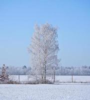 besneeuwd berk boom Aan een winters veld. vorst vormen ijs Kristallen Aan de takken. foto