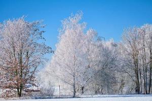 winter landschap met ijzig, besneeuwd berk bomen Aan met sneeuw bedekt veld. ijzig landschap foto
