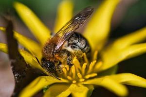 honing bij verzamelen stuifmeel Aan een geel bloem. insect Bij werk. dier foto