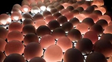 controleren kwaliteit controle van uitkomen eieren. foto