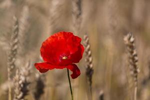 rood klaprozen in een veld- van gewassen foto