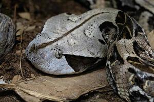 giftig struik adder - atheris squamigera Aan boom foto