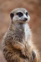 portret van een meerkat aan het kijken de omgeving. foto