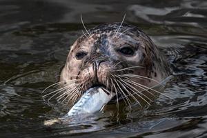 haven zegel - foca vitulina met gevangen vis foto