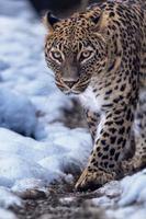 Perzisch luipaard - panthera pardus saxicolor in winter. foto