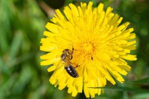 honing bij Aan paardebloem. bij verzamelt nectar Aan een geel paardebloem. foto