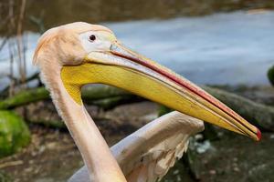 pelecanus onocrotalus ook bekend net zo de oostelijk wit pelikaan, rooskleurig pelikaan of wit pelikaan. foto