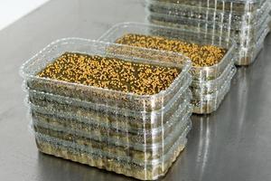 aanplant microgroenten Aan mineraal wol voor groeit zaden in een gre foto