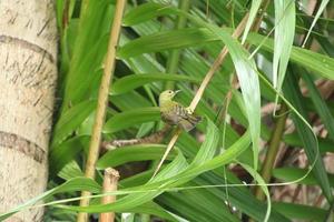 bruin keel sunbird Aan de boom tops foto