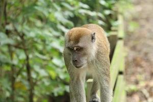 lang staart makaak aap op zoek in de lucht of grond foto