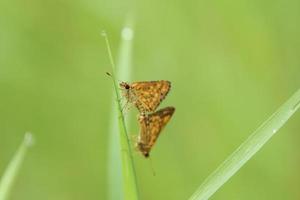 gemeenschappelijk struik hopper vlinder in een park foto