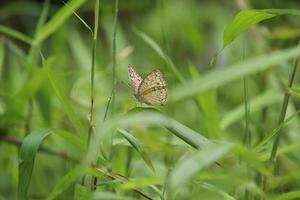 grijs viooltje vlinder Aan een blad van gras onder de zon foto