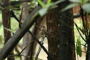 olijf- gevleugeld bulbul achter een boom foto