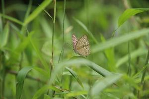 grijs viooltje vlinder Aan een blad van gras onder de zon foto