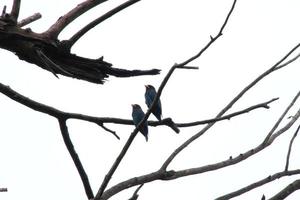 oosters dollar vogel omhoog Aan een boom onder de lucht foto