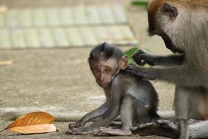 lang staart makaak macaca fascicularis foto