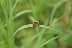 gemeenschappelijk struik hopper vlinder in een park foto