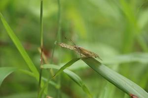 grijs viooltje vlinder Aan een blad van gras onder de zon foto