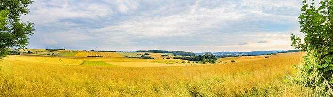 rogge veld- met bomen tegen blauw lucht. landelijk, platteland landschap. panoramisch visie van graan veld. bouwland gedurende zonnig zomer dag Bij dorp. foto