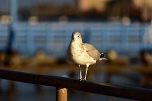 zeemeeuw resting Aan een pier Bij zonsondergang. foto