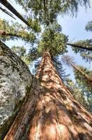 sequoia nationaal park foto