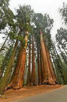 reusachtig sequoia's een een deel van de parker groep in sequoia nationaal park, Californië. foto