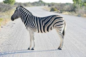 zebra - etosha, Namibië foto