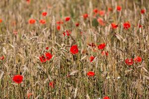 rood klaprozen in een veld- van gewassen foto