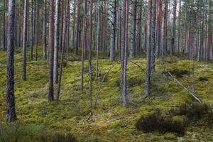 groenblijvend pijnboom en net bossen foto