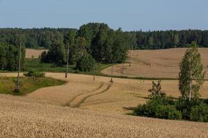 landelijk zomer landschappen in Baltisch staten foto