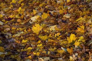 fabriek bladeren in herfst foto