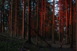 groenblijvend pijnboom en net bossen foto