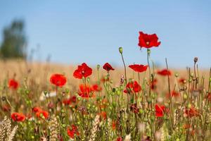 rood klaprozen in een veld- van gewassen foto