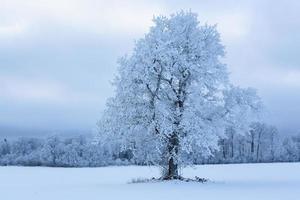 winter landschappen in Estland foto