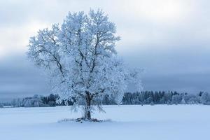 winter landschappen in Estland foto