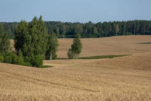 landelijk zomer landschappen in Baltisch staten foto