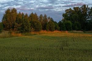 zomer landschappen in Letland foto