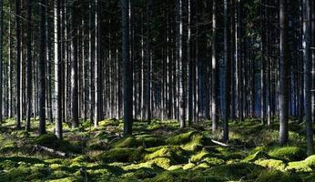 groenblijvend pijnboom en net bossen foto